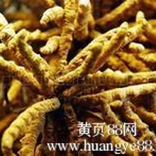 朝陽公園回收冬蟲夏草冬蟲夏草發(fā)霉能吃嗎