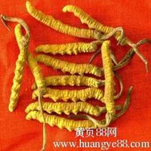 合肥回收東阿阿膠冬蟲夏草老阿膠淡干海參