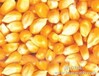 求购：玉米菜饼高粱大豆棉粕麸皮菜粕豆粕次粉碎米等饲料原料