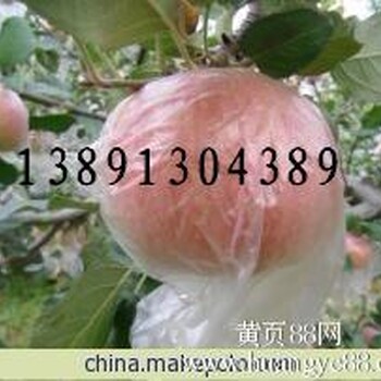 陕西红富士苹果产地价格，红富士苹果产地批发种植价格