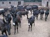 肉驴养殖技术肉驴如何养殖