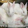 新西蘭肉兔養(yǎng)殖場