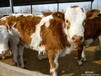 南明区西门塔尔牛养殖场小牛犊价格牛犊养殖技术