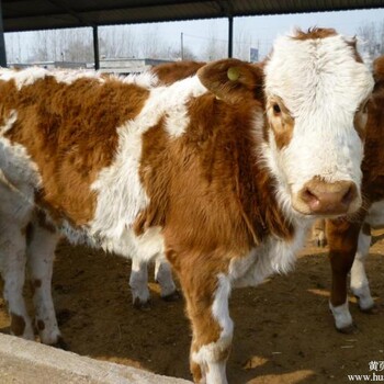 六盘山市西门塔尔牛牛犊价格肉牛养殖场厂家