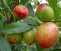 陕西金太阳杏批发，及早熟油桃供应，西瓜产地
