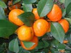 广西水果柑橘沙糖橘四会橘批发供应