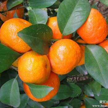 广西水果柑橘沙糖橘四会橘批发供应