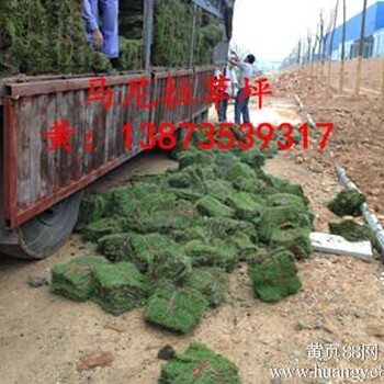 马尼拉草卷价格