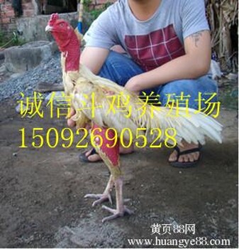 贵州省出售纯种斗鸡越南斗鸡价格