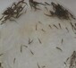 泥鳅苗价格泥鳅养殖技术2017年泥鳅鱼苗订购
