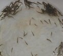 泥鳅苗价格泥鳅养殖技术2017年泥鳅鱼苗订购图片