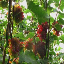 吉林茉莉香葡萄苗，吉林出售茉莉香葡萄苗，辽宁茉莉香葡萄苗种植出售厂家，