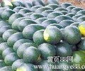 農副產品種植西瓜即將上市大荔縣大棚西瓜銷售價格無籽甜王西瓜最新價格