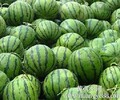 大荔县大棚西瓜销售价格无籽甜王西瓜最新价格大棚西瓜种植上市价格