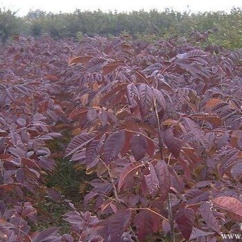 秋紫白蜡.美国秋紫蜡.紫色秋天白蜡.美国红叶白蜡