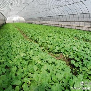 新旺兴农种植大棚钢架大棚建设合理结构轻盈