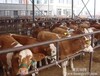 改良牛养殖场哪里有卖牛犊夏洛莱牛价格多少钱一头