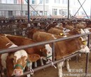 改良牛养殖场哪里有卖牛犊夏洛莱牛价格多少钱一头图片