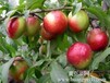 陕西油桃价格，最新及早熟油桃供应基地，五月阳光油桃批发价格