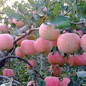 苹果苗品种红富士苹果苗苹果苗批发