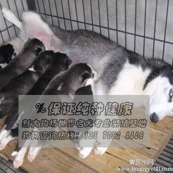 广州哪里有卖奶白色法国斗牛犬价钱多少纯种法国斗牛多