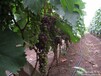 云南大理宾川红提葡萄丰硕果业绿色水果开发基地