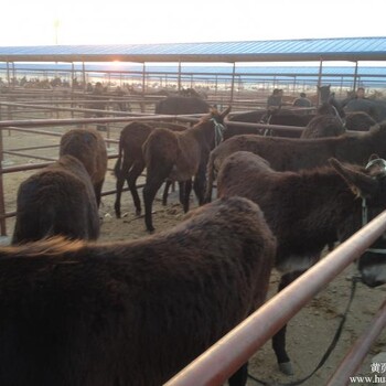 锦州肉驴交易市场