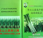 章丘大葱种植栽培新技术不育苗不移栽日本钢葱种植技术日本铁杆大葱种植技术