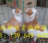 中国观赏鸽论坛图片--金鱼鸽图片山东纯种观赏鸽价格种鸽养殖