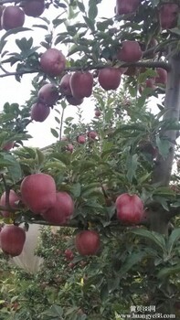 新品天水花牛系苹果苗红富士苹果苗基地直发