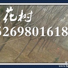 山東泰安櫻花的價格