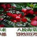 懷來八棱海棠樹