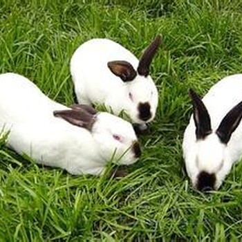 比利时肉兔养殖品种近期养兔的行情