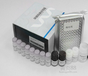 代测试剂盒,人基质金属蛋白酶2/明胶酶A(MMP-2/GelatinaseA)进口ELISA试剂盒