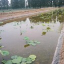 種植蓮藕水泥池好還是藕塘地膜好