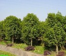 绿化苗木价格：桂花树、金桂、楸树、重阳木、法桐、无患子、青桐图片
