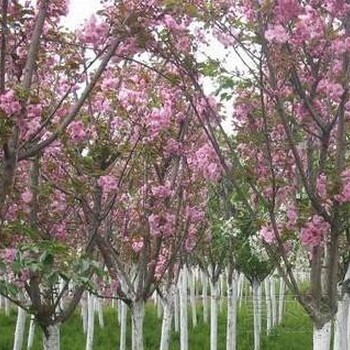 落叶乔木樱花报价、晚樱早樱、日本樱花树、花石榴、木槿、丝棉木