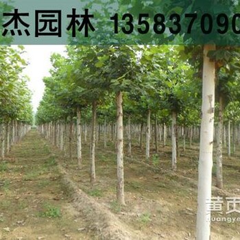 6公分法桐15公分速生法桐價格15公分兩年冒滑桿法桐