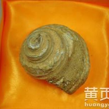 蜗牛化石有收藏价值吗？今年市场价格值多少钱？