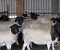 一只5个月杜泊绵羊种羊多少钱杜寒杂交羊肉羊批发