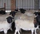肉羊批发价格行情哪里有出售肉羊的山东育肥羊养殖技术行情图片