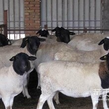 杜泊綿羊公羊白頭杜泊綿羊波爾山羊報價肉羊價格圖片