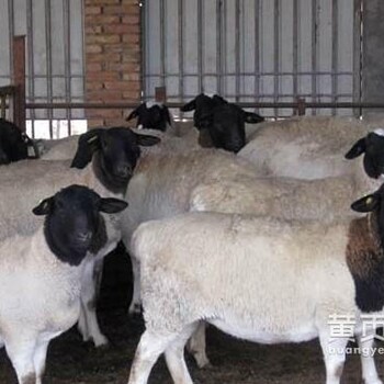 山东养殖场出栏杜波种羊羊苗肉羊品种技术