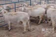 今年黑山羊价格白山羊肉羊肉羊价格小羊苗价格肉羊养殖出售全国包邮