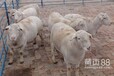 上海肉羊批发商电话