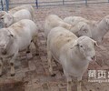 北京哪里有黑山羊養殖場