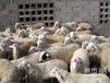 福建肉羊养殖基地