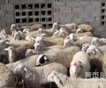黑头杜泊绵羊一年生几胎一胎生几个大型肉羊养殖场小尾寒羊羊羔