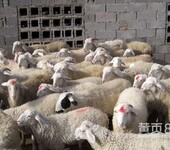 基地批发羊羔种羊价格肉羊生长快繁殖率高好饲养免费运输