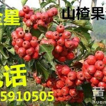 山西山楂樹產(chǎn)地8公分10公分12公分15公分山楂樹批發(fā)價格